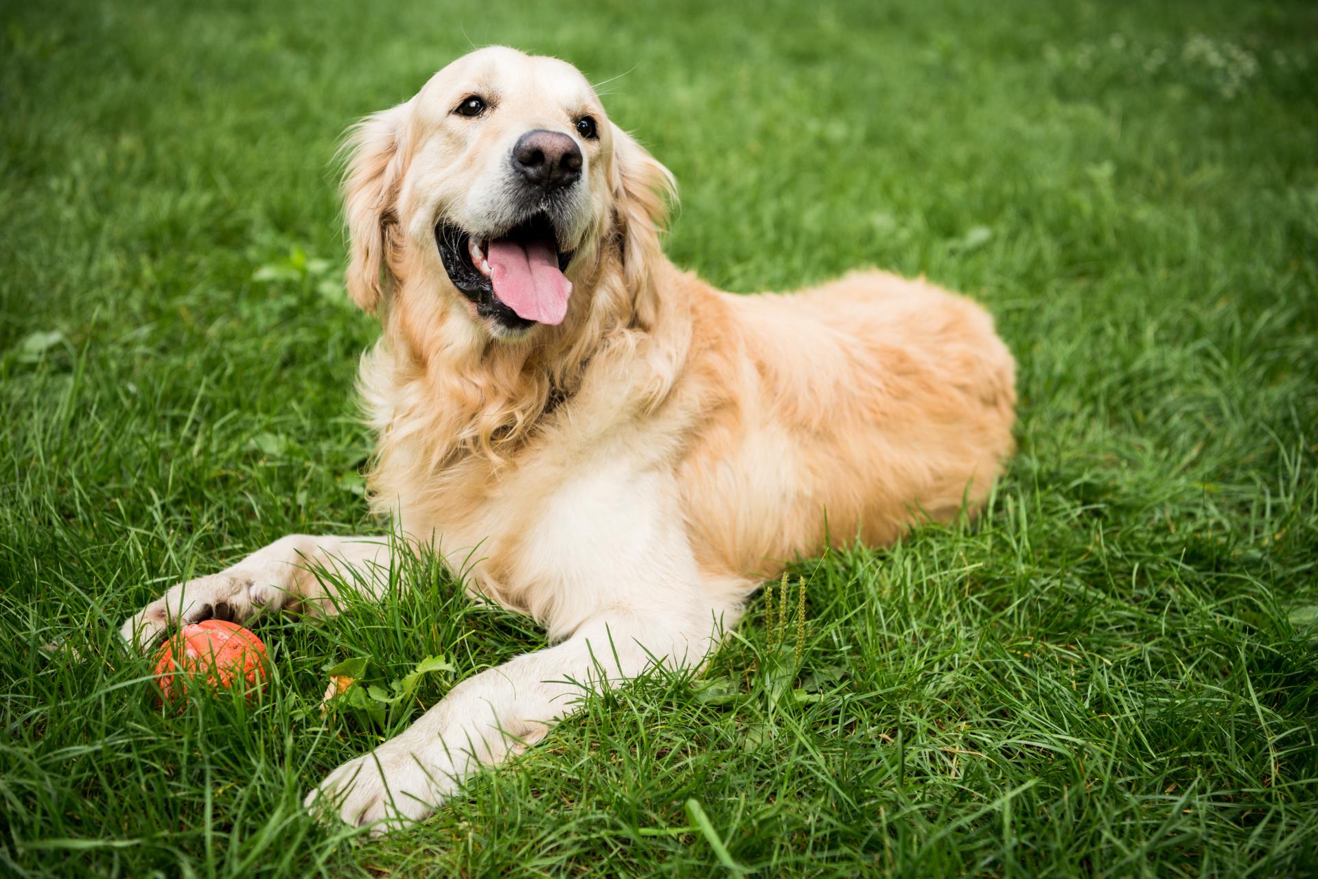 dog park dog