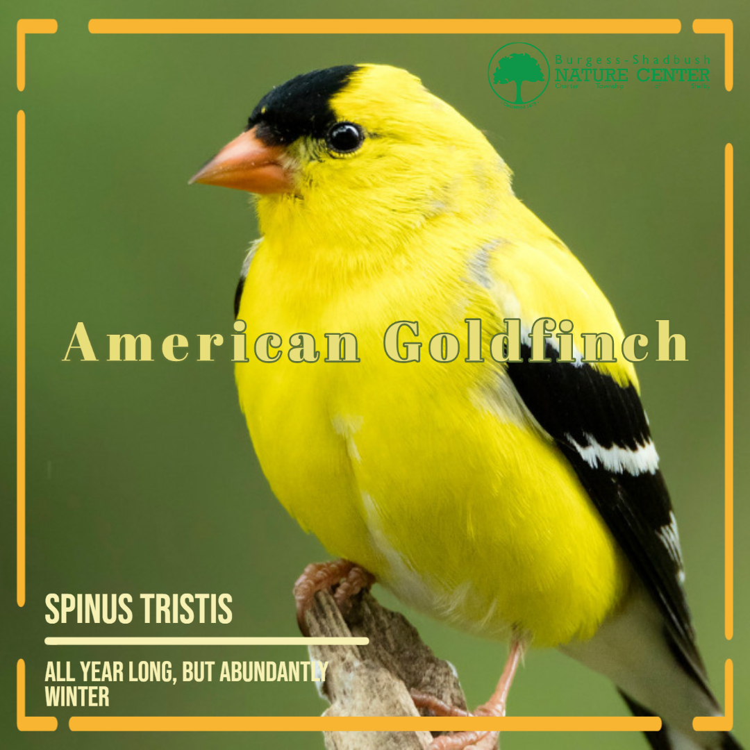 american goldfinch