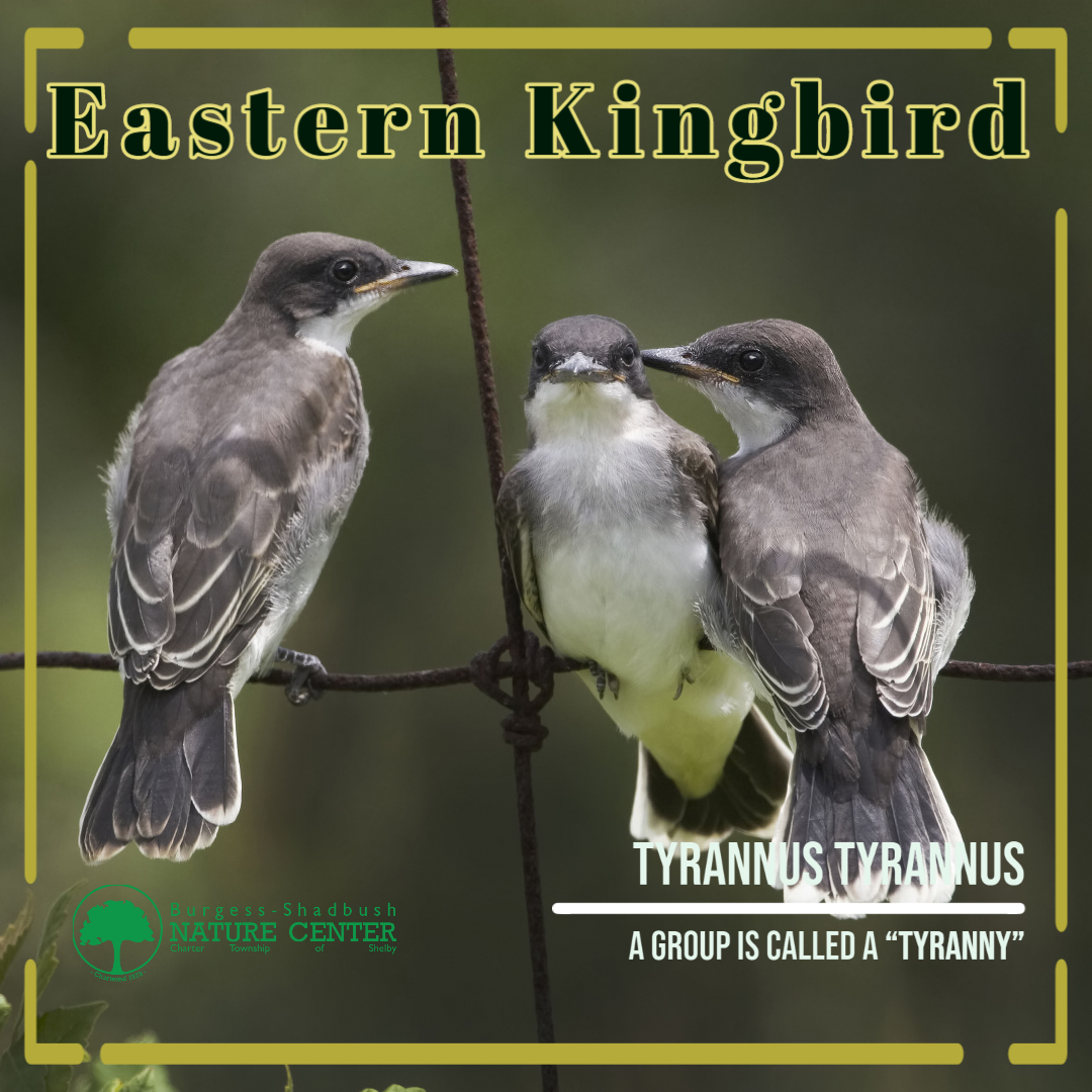 eastern kingbird