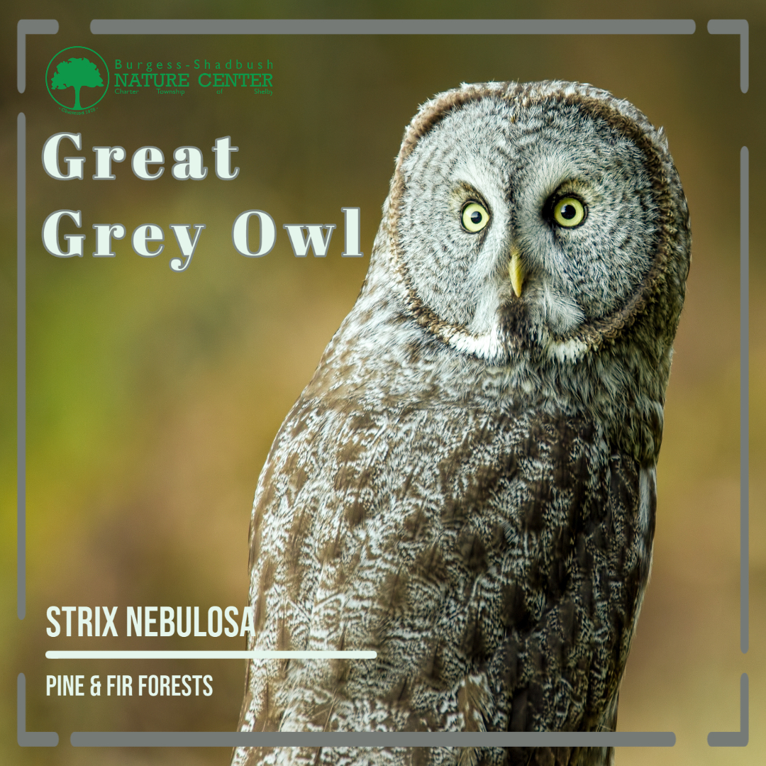 great grey owl