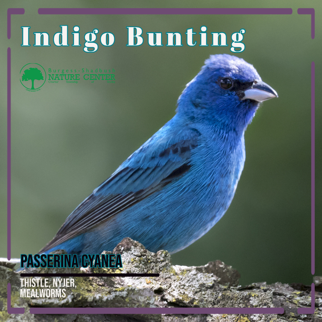 indigo bunting