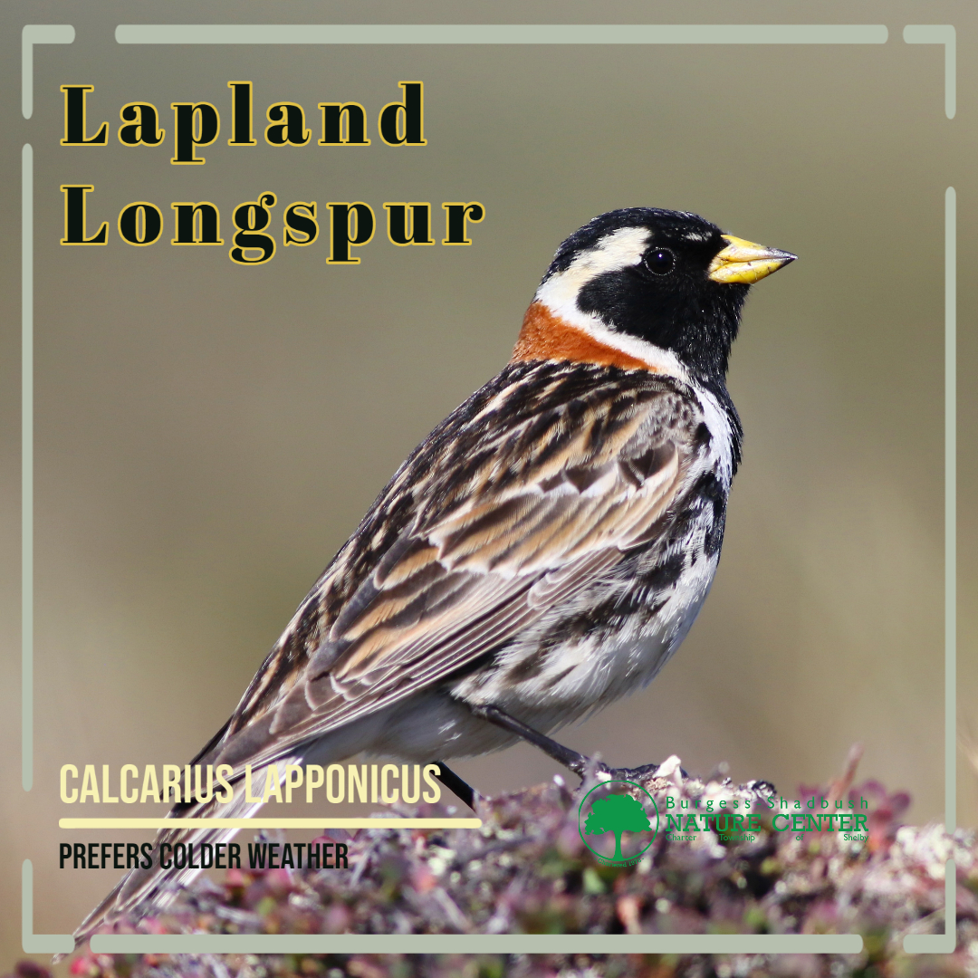 lapland longspur