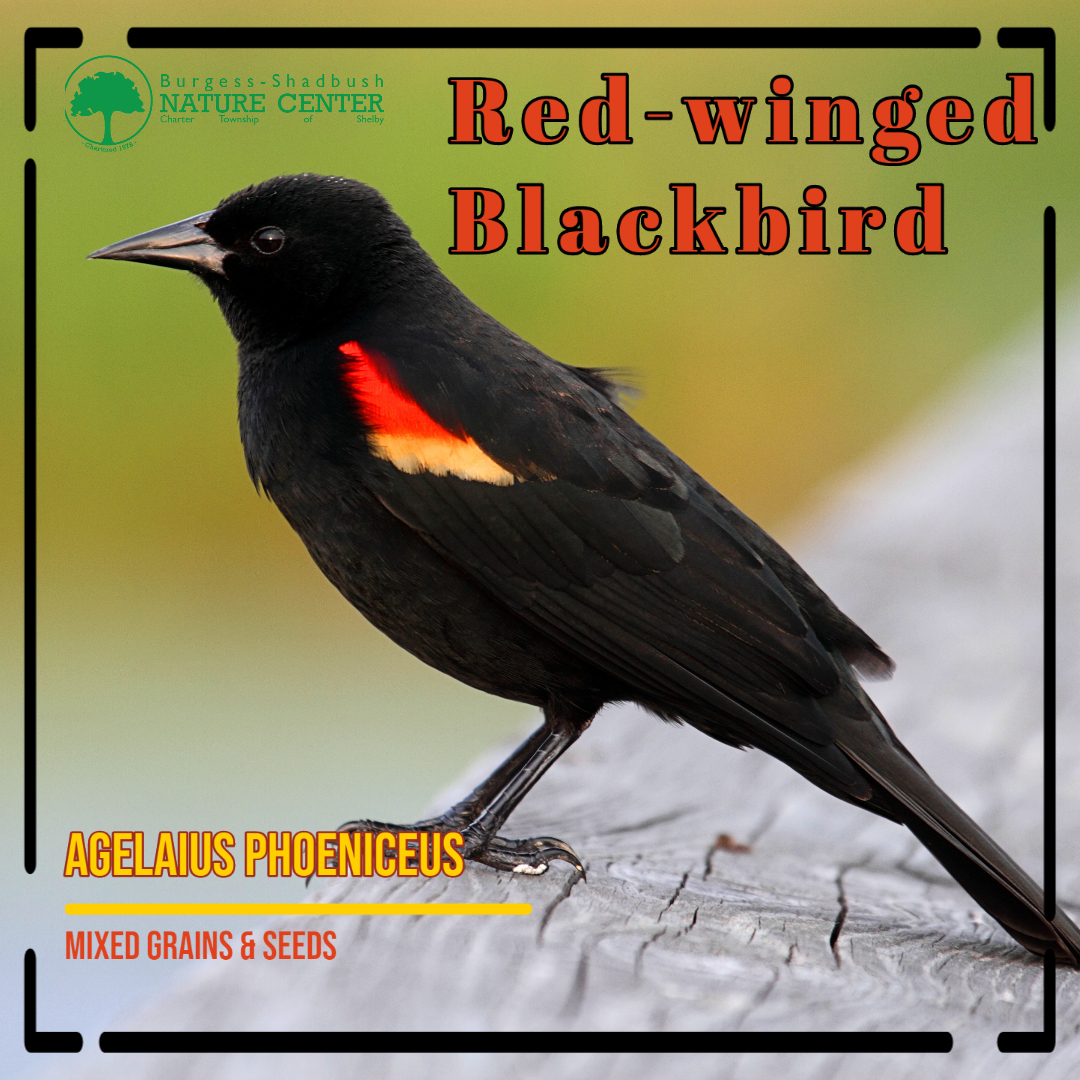 red wing blackbird