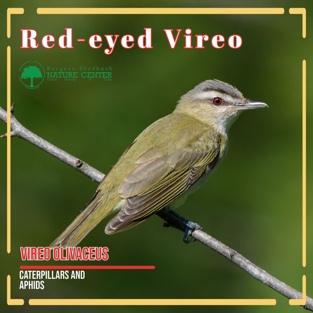 red-eyed vireo