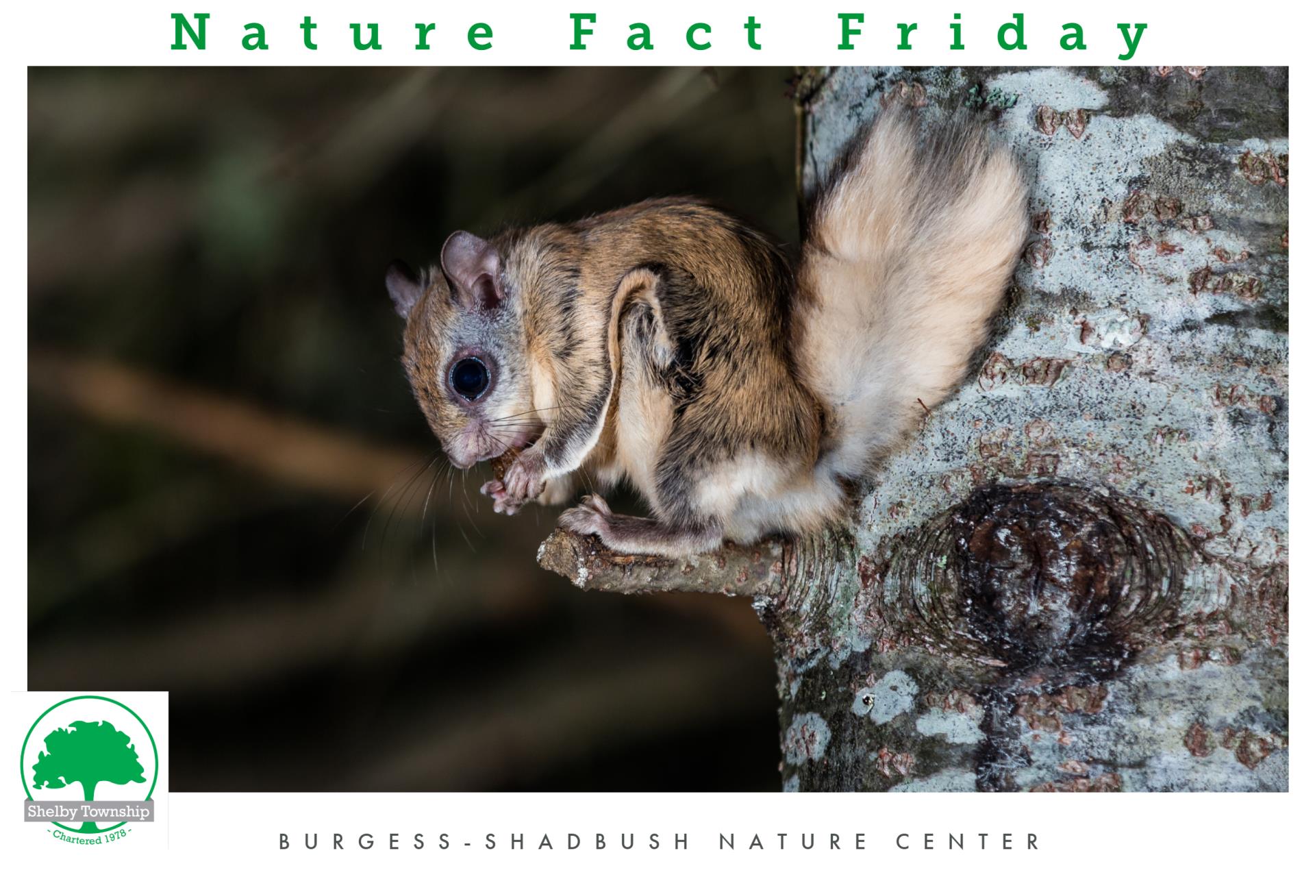 northern flying squirrel