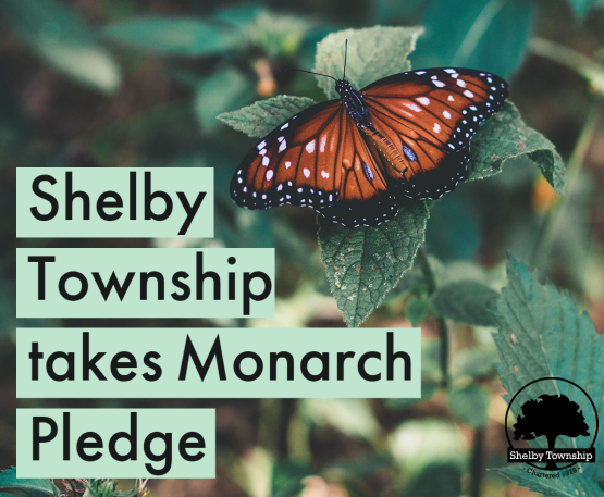 monarch pledge