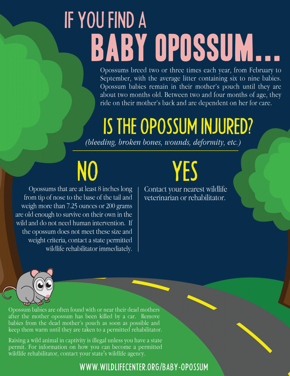 BabyOpossum