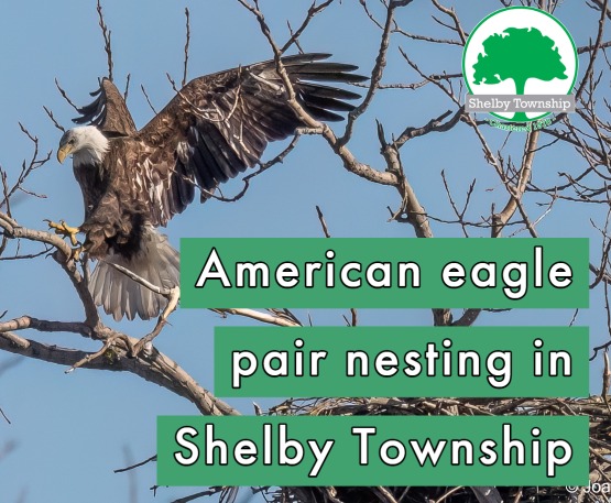 American bald eagle breeding pair nesting in Shelby Township’s Holland Ponds Park 