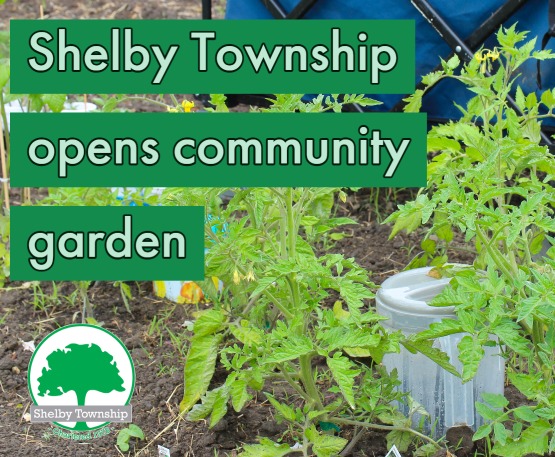 Expand gardening skills at the Shelby Township Activities Center Community Garden