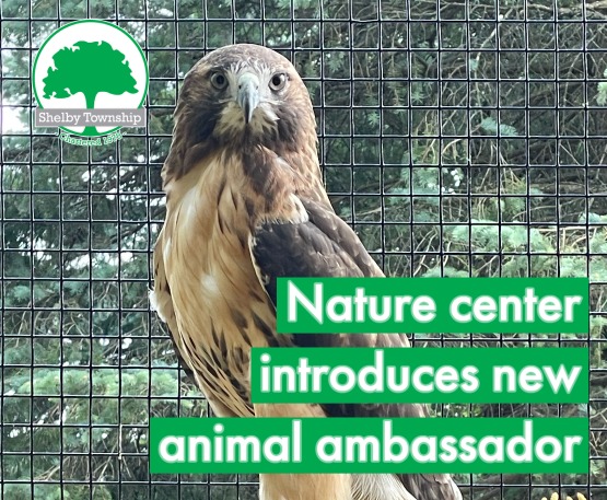 Burgess-Shadbush Nature Center introduces new red-tailed hawk animal ambassador